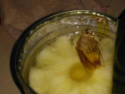 Мясо экзотических насекомых продавали вместе с ананасом в «Ашане» на левом берегу Дона в Ростове