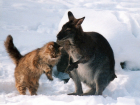 В ростовском зоопарке рассказали о дружбе между кошкой и кенгуру