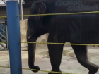 Комичную ситуацию с "неприличным" слоном и ребенком в зоопарке Ростова сняли на видео