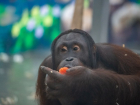 В ростовском зоопарке с размахом отметят день рождения орангутана Цезаря