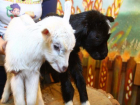 Потерявшая кормилицу многодетная ростовская семья отказалась от "очень хорошего" козленка из зоопарка