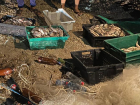 В Ростовской области браконьеры выловили рыбы на миллион рублей 