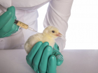 В Ростовской области хотят провести поголовную вакцинацию птиц от птичьего гриппа