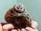 Ростовчане умилились малышу обезьянки-игрунки, который цеплялся крохотными лапками за маму
