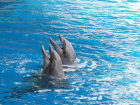 Прокуратура нашла нарушения в дельфинарии Ростова