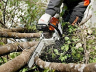 Прокуратура предотвратила массовую вырубку деревьев в ростовском парке «Дружба»