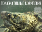 В Ростове пройдут показательные кормления грифовой черепахи