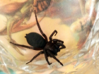 Забравшийся в спальню огромный черный паук сильно напугал ростовчанку