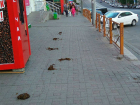 «Конехамы» наследили пахучими лепешками в центре Ростова 