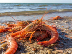 В Азовском море за текущий год выловили свыше 350 тонн креветок