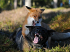 Бешеные лисы активизировались и стали нападать на собак в Ростовской области