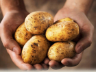 Минсельхоз Ростовской области назвал причину резкого взлета цен на картофель осенью 2021 года