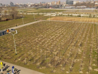 Более 7,5 тысяч растений высадили в Ростове в День древонасаждения