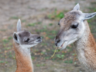 В ростовском зоопарке родился очаровательный малыш гуанако