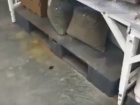 Дерзкие покупатели испортили обед мышонку в ростовском «Ашане» на видео