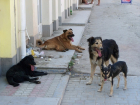 Стая бездомных собак неожиданно спасла двух сестер от бандитов в Ростове