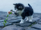 Грядка для кошки: как порадовать домашних любимиц без вреда для их здоровья