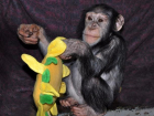 Шимпанзе в зоопарке Ростова 8 марта показательно покормят и повеселят