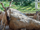 В ростовском зоопарке родился детеныш таджикского винторогого козла