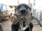 Вернувшаяся домой собака с живым котенком в зубах потрясла своих хозяев в Ростове