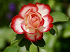 Красивый цветник — своими руками: расскажем ростовчанам, как высадить розы весной в открытый грунт