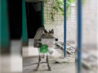 В Батайске обнаружили расчлененным ослика, которого ранее избивали на Соленом озере