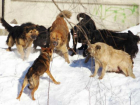Защищавшего свою овчарку мужчину загрызла стая бездомных собак под Ростовом