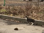 Власти Ростова-на-Дону рассказали о борьбе с крысами в городе
