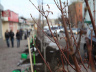 Новые деревья избавят от загазованного воздуха и пыли жителей Ростовской области