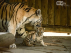 Увидеть вживую маленького тигренка с его мамой можно уже в это воскресенье в Ростове 