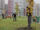 В Ростове рядом со школой № 98 высадили 25 платанов и кленов
