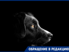 В Ростове вместо стерилизации потравили дворовых собак