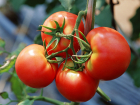 Ростовская область рискует остаться без кривянских помидоров из-за серьезного вируса