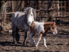 В зоопарке Ростова родился шетлендский пони