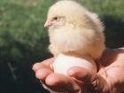 В Ростовской области исчезла треть поголовья сельскохозяйственной птицы