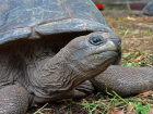 Все началось с ежа, орла и черепахи: четыре факта ко дню рождения Ростовского зоопарка