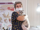В Ростове пройдет акция по льготной стерилизации кошек и котов