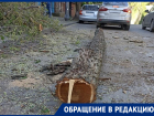 В центре Ростова спилили дерево и оставили ветки на клумбах