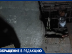 В подвалах ростовских многоквартирных домов гибнут сотни котят