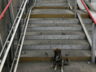 Собака-Забивака поражена недоступностью «доступной среды» в Ростове