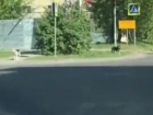 Переходившие дорогу «по всем правилам» умные дворняги пристыдили жителей Ростова на видео