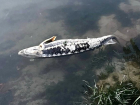 Ростовчане обеспокоены мертвой рыбой на Зеленом острове