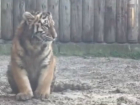 Прогулку подросшей тигрицы Яшмы с мамой по вольеру показал на видео ростовский зоопарк