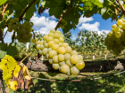 Как ростовчанам заранее подготовить почву для виноградника