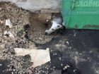Дорожники заживо похоронили собаку под асфальтом в Ростове