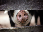 В Ростовской области зафиксирован очаг африканской чумы свиней