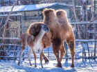 Трогательную историю дружбы верблюда и гуанако рассказали в ростовском зоопарке