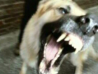 В Ростовской области дворовая собака убила бешеную лису