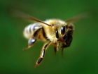 В Ростовской области пчелы массово отравились агрохимикатами и пестицидами