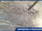 В Ростове вместо опила веток уничтожили несколько деревьев